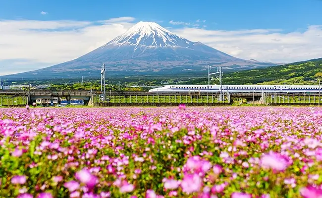 » Country Heritage Tours Mount Fuji in the background with flower field in foreground