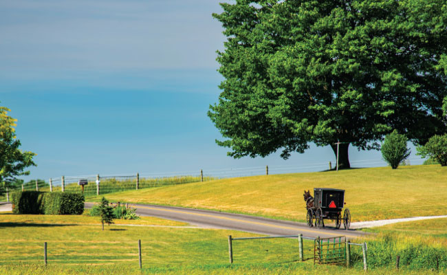 » Country Heritage Tours Amish horse and buggy traveling down the road with grass sea Green fields on either side