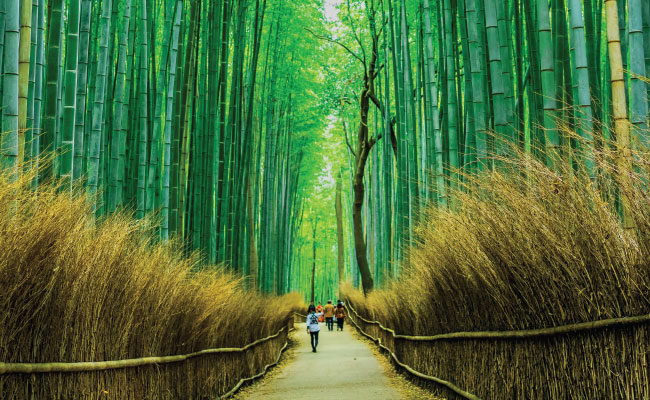 » Country Heritage Tours Alleyway of large bamboo plants and trees