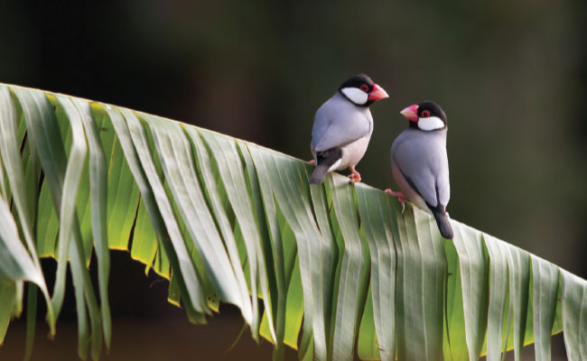 » Country Heritage Tours Two birds perched on a large leafy palm branch