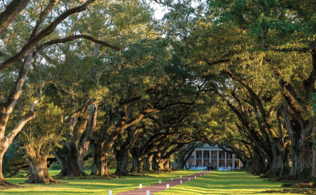» Country Heritage Tours Entrance to a plantation lined with oak trees