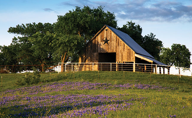 » Country Heritage Tours Beautiful Texas wooden barn in a field with purple flowers