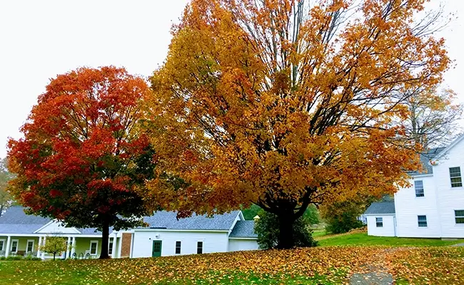 » Country Heritage Tours New England fall foliage trees with white buildings in the background