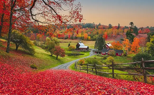 » Country Heritage Tours Vermont fall foliage with red leaves on the ground and a country road leading to a barn