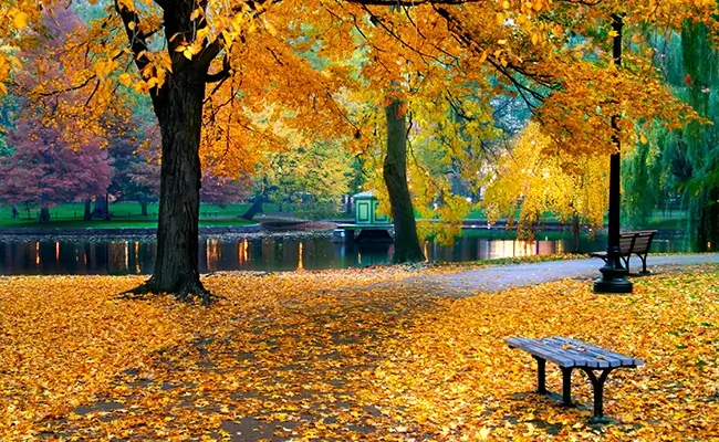 » Country Heritage Tours New England fall foliage yellow leaves covering a park with bench in the foreground